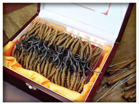 沙坪坝冬虫夏草回收